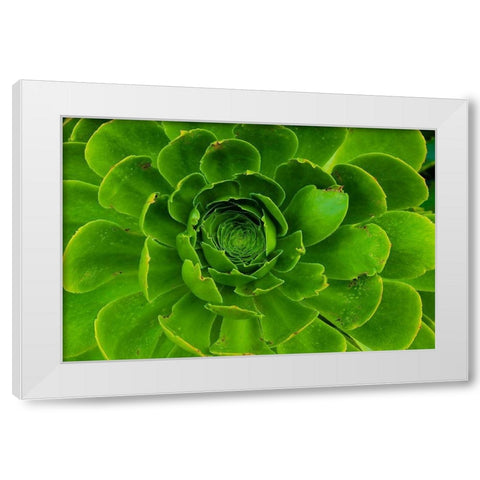 Succulent-Big Sur-California-USA White Modern Wood Framed Art Print by Miller, Anna