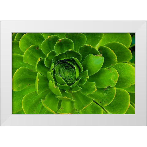 Succulent-Big Sur-California-USA White Modern Wood Framed Art Print by Miller, Anna