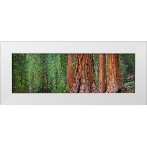 Mariposa Grove-Yosemite-Sierra Mountains-California-USA White Modern Wood Framed Art Print by Miller, Anna