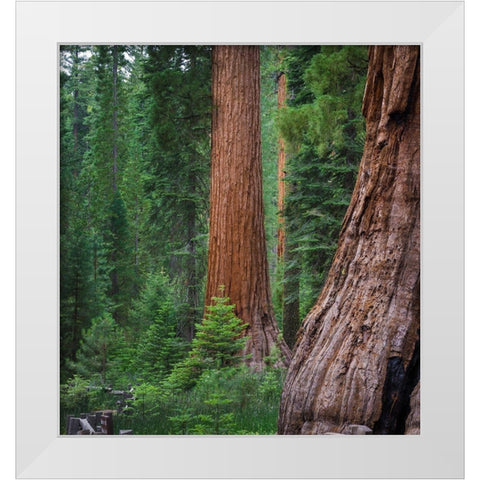 Mariposa Grove-Yosemite-Sierra Mountains-California-USA White Modern Wood Framed Art Print by Miller, Anna