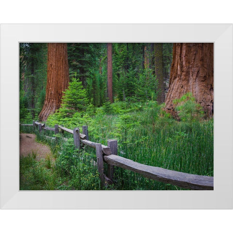 Mariposa Grove-Yosemite-Sierra Mountains-California-USA White Modern Wood Framed Art Print by Miller, Anna