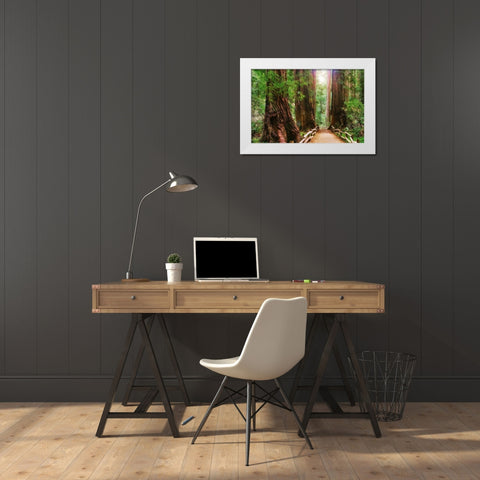 Muir Woods National Monument-Marin County-California-USA White Modern Wood Framed Art Print by Miller, Anna