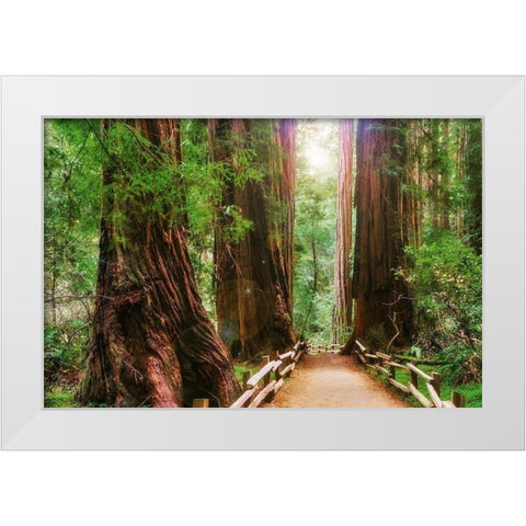 Muir Woods National Monument-Marin County-California-USA White Modern Wood Framed Art Print by Miller, Anna