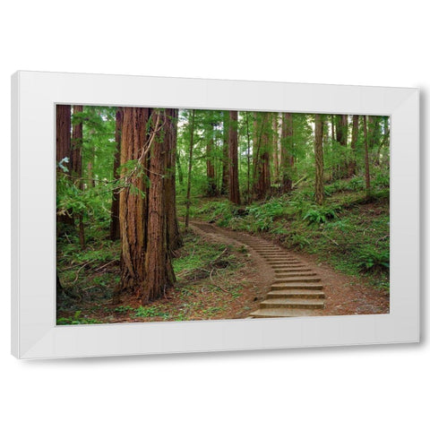 Muir Woods National Monument-Marin County-California-USA White Modern Wood Framed Art Print by Miller, Anna