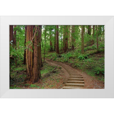 Muir Woods National Monument-Marin County-California-USA White Modern Wood Framed Art Print by Miller, Anna