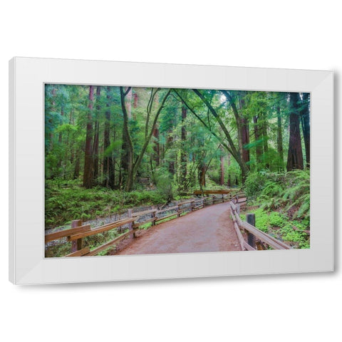 Muir Woods National Monument-Marin County-California-USA White Modern Wood Framed Art Print by Miller, Anna