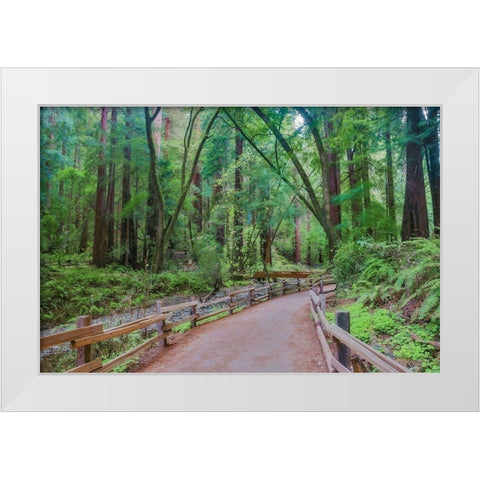 Muir Woods National Monument-Marin County-California-USA White Modern Wood Framed Art Print by Miller, Anna