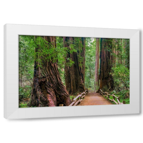 Muir Woods National Monument-Marin County-California-USA White Modern Wood Framed Art Print by Miller, Anna