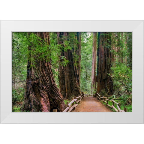 Muir Woods National Monument-Marin County-California-USA White Modern Wood Framed Art Print by Miller, Anna