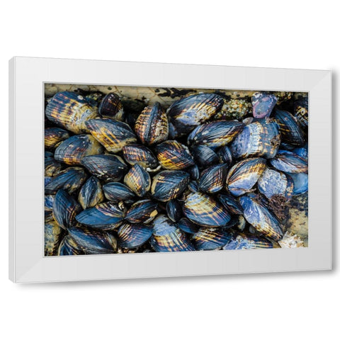 Mussel Colonies in Fitzgerald Marine Reserve-California-USA White Modern Wood Framed Art Print by Miller, Anna
