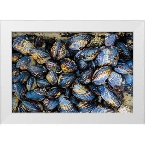Mussel Colonies in Fitzgerald Marine Reserve-California-USA White Modern Wood Framed Art Print by Miller, Anna