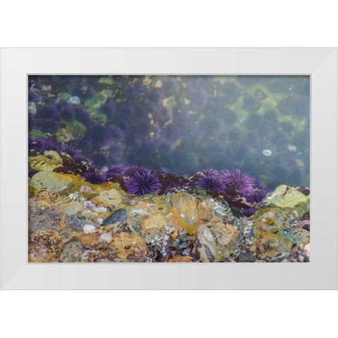 Purple Sea Urchins-Point Lobos State Natural Reserve-California-USA White Modern Wood Framed Art Print by Miller, Anna