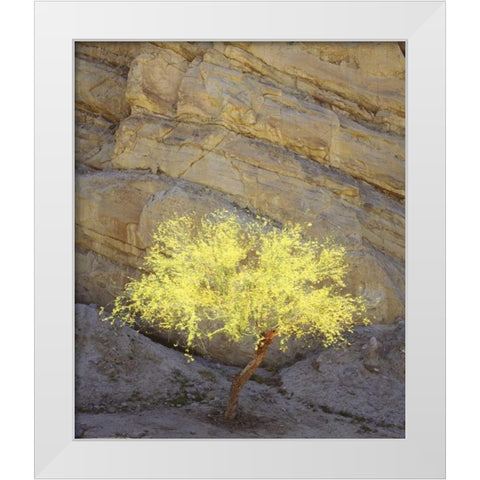 CA, Mecca Hills, A flowering Palo Verde tree White Modern Wood Framed Art Print by Talbot Frank, Christopher