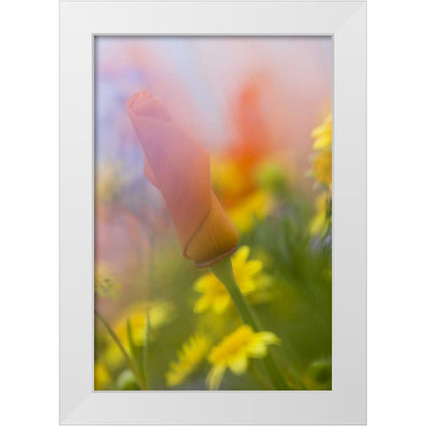 CA, Antelope Valley, Abstract of poppies White Modern Wood Framed Art Print by Anon, Ellen