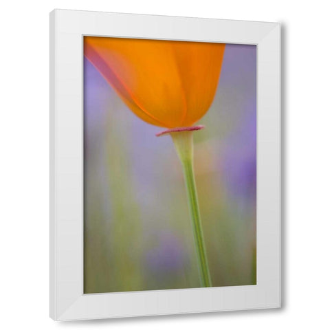 California, Antelope Valley, Poppy flower White Modern Wood Framed Art Print by Anon, Ellen