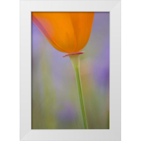 California, Antelope Valley, Poppy flower White Modern Wood Framed Art Print by Anon, Ellen