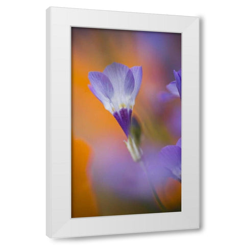 California, Antelope Valley, Gilia flower White Modern Wood Framed Art Print by Anon, Ellen