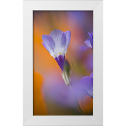 California, Antelope Valley, Gilia flower White Modern Wood Framed Art Print by Anon, Ellen