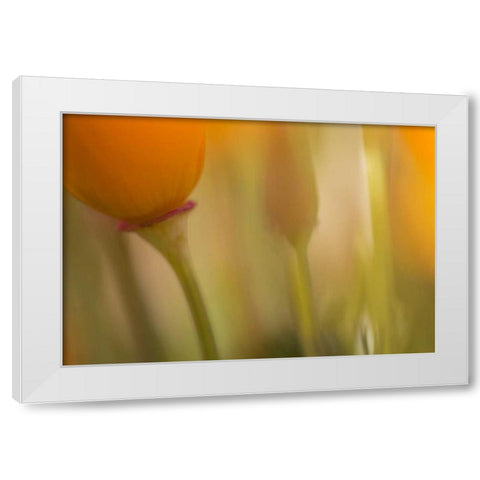 California, Antelope Valley, Abstract of poppies White Modern Wood Framed Art Print by Anon, Ellen