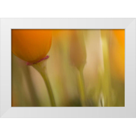 California, Antelope Valley, Abstract of poppies White Modern Wood Framed Art Print by Anon, Ellen