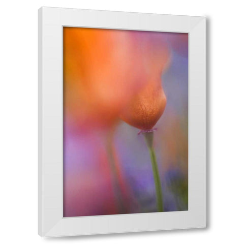 CA, Antelope Valley, Abstract of wild poppies White Modern Wood Framed Art Print by Anon, Ellen