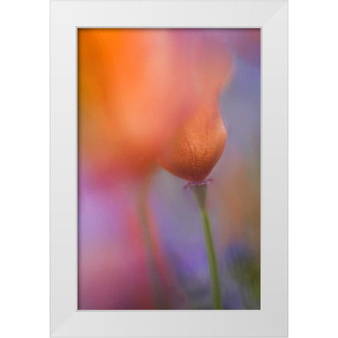 CA, Antelope Valley, Abstract of wild poppies White Modern Wood Framed Art Print by Anon, Ellen