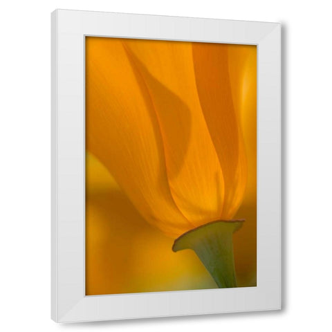 California, Antelope Valley, Backlit poppy White Modern Wood Framed Art Print by Anon, Ellen