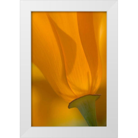 California, Antelope Valley, Backlit poppy White Modern Wood Framed Art Print by Anon, Ellen