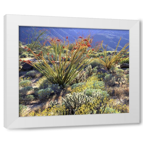 CA, Anza-Borrego Ocotillo cactus and brittlebush White Modern Wood Framed Art Print by Talbot Frank, Christopher