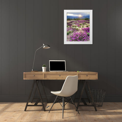 CA, Anza-Borrego Desert wildflowers at sunset White Modern Wood Framed Art Print by Talbot Frank, Christopher