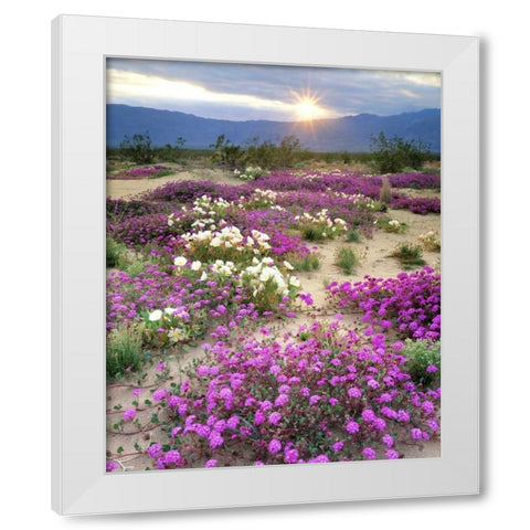 CA, Anza-Borrego Desert wildflowers at sunset White Modern Wood Framed Art Print by Talbot Frank, Christopher