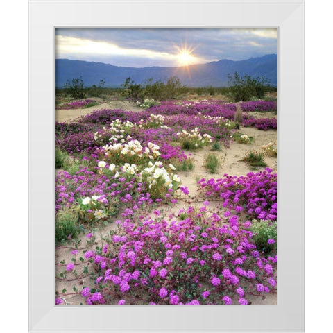 CA, Anza-Borrego Desert wildflowers at sunset White Modern Wood Framed Art Print by Talbot Frank, Christopher