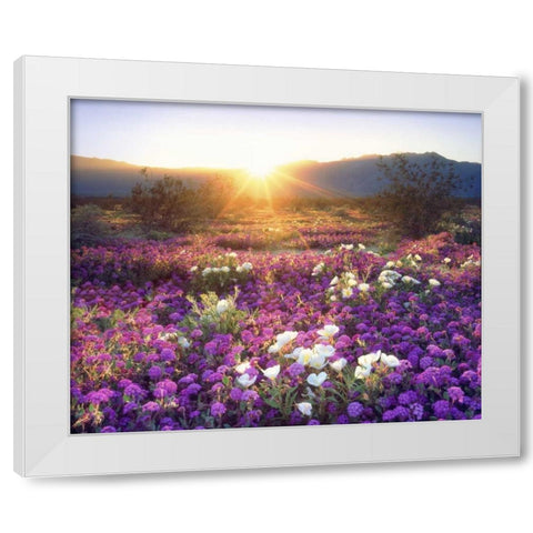 CA, Anza-Borrego Desert wildflowers at sunset White Modern Wood Framed Art Print by Talbot Frank, Christopher