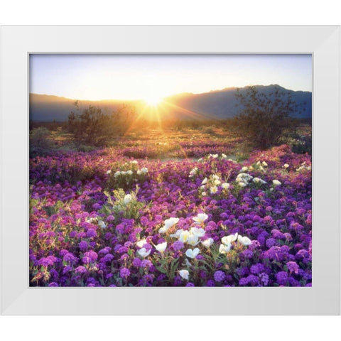 CA, Anza-Borrego Desert wildflowers at sunset White Modern Wood Framed Art Print by Talbot Frank, Christopher