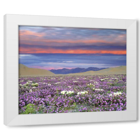 CA, Anza-Borrego Desert wildflowers at sunset White Modern Wood Framed Art Print by Talbot Frank, Christopher