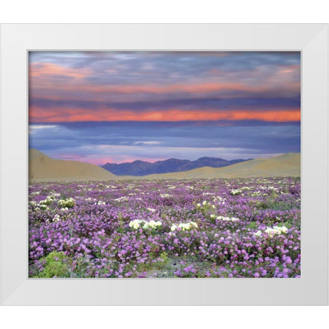 CA, Anza-Borrego Desert wildflowers at sunset White Modern Wood Framed Art Print by Talbot Frank, Christopher