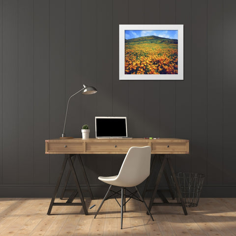 CA, Lake Elsinore California poppies on a hill White Modern Wood Framed Art Print by Talbot Frank, Christopher