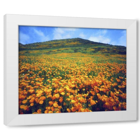 CA, Lake Elsinore California poppies on a hill White Modern Wood Framed Art Print by Talbot Frank, Christopher