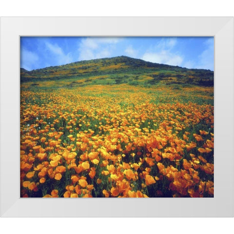 CA, Lake Elsinore California poppies on a hill White Modern Wood Framed Art Print by Talbot Frank, Christopher