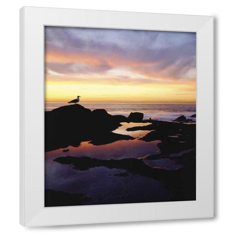 CA, San Diego Seagull at Sunset Cliffs tide pool White Modern Wood Framed Art Print by Talbot Frank, Christopher