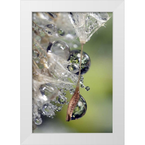 CA, San Diego, Water droplets on a dandelion seed White Modern Wood Framed Art Print by Talbot Frank, Christopher
