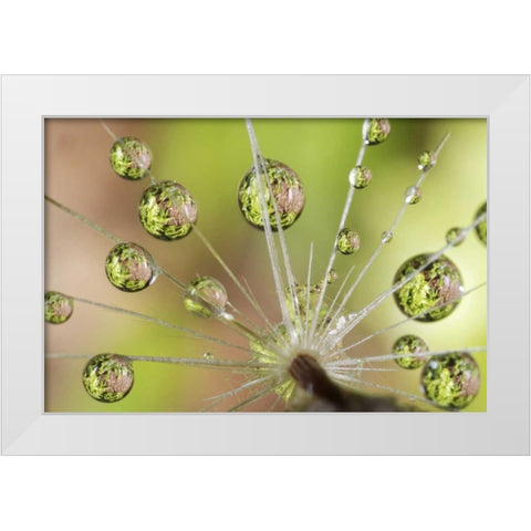 CA, San Diego Water droplets on dandelion seed White Modern Wood Framed Art Print by Talbot Frank, Christopher