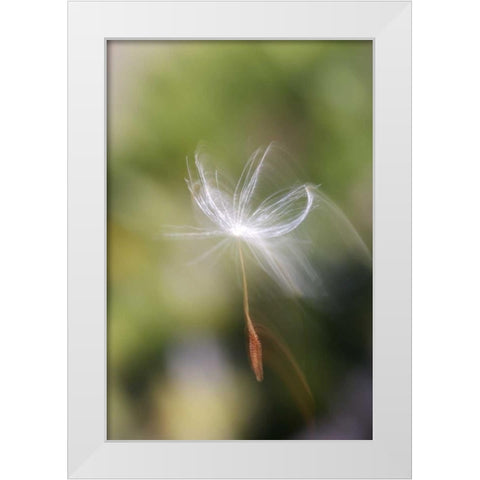 CA, San Diego, Dandelion seed blowing in the wind White Modern Wood Framed Art Print by Talbot Frank, Christopher