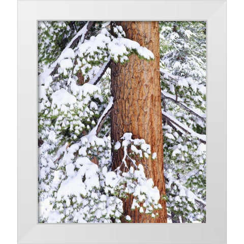 CA, Sierra Nevada Fresh snow on red fir trees White Modern Wood Framed Art Print by Talbot Frank, Christopher