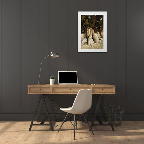 CA, White Mts, The Patriarch bristlecone pine White Modern Wood Framed Art Print by Kirkland, Dennis