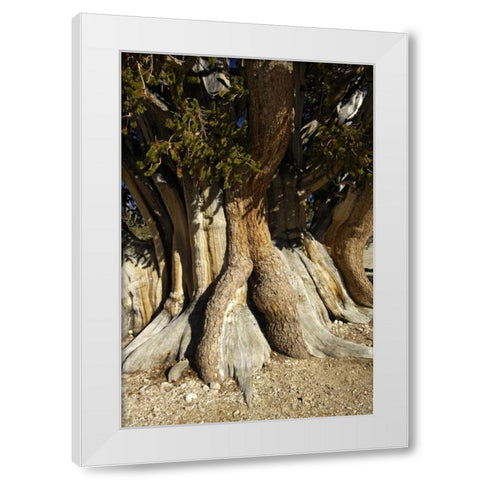CA, White Mts, The Patriarch bristlecone pine White Modern Wood Framed Art Print by Kirkland, Dennis