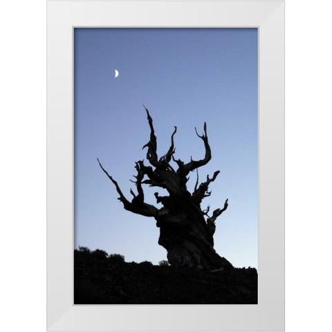 CA, White Mts, Moon and ancient bristlecone pine White Modern Wood Framed Art Print by Kirkland, Dennis