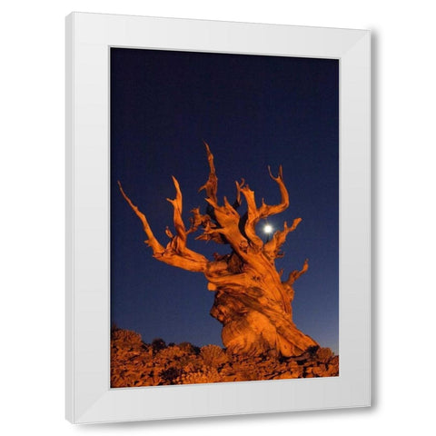 CA, White Mts, Moon and bristlecone pine tree White Modern Wood Framed Art Print by Kirkland, Dennis