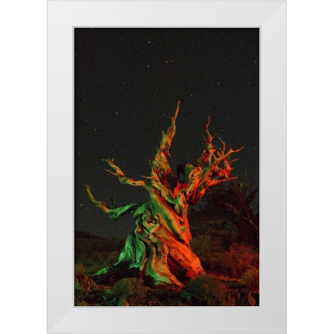 CA, White Mts, Bristlecone pine tree at night White Modern Wood Framed Art Print by Kirkland, Dennis