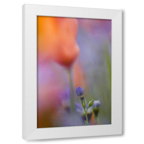 California, Abstract of poppies and gilia flowers White Modern Wood Framed Art Print by Anon, Ellen